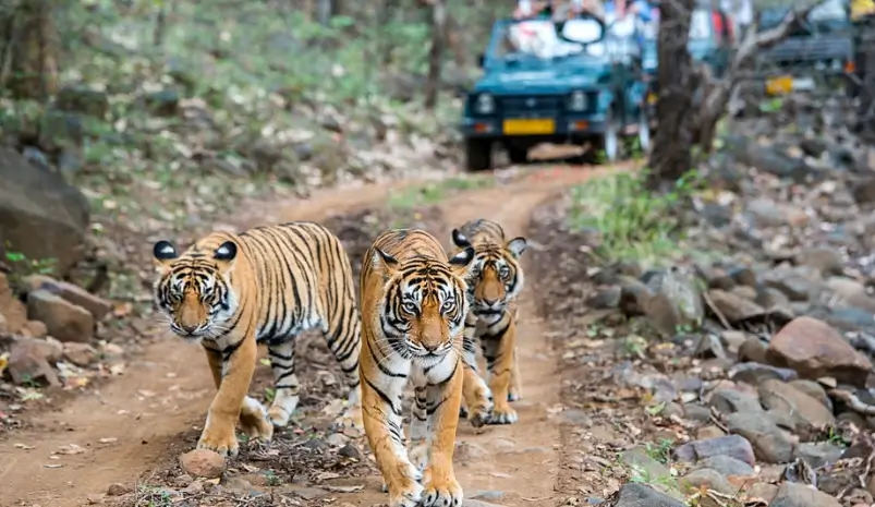 Ranthambore Safari Price: Jeep vs Canter Fares, Zones and Online Booking