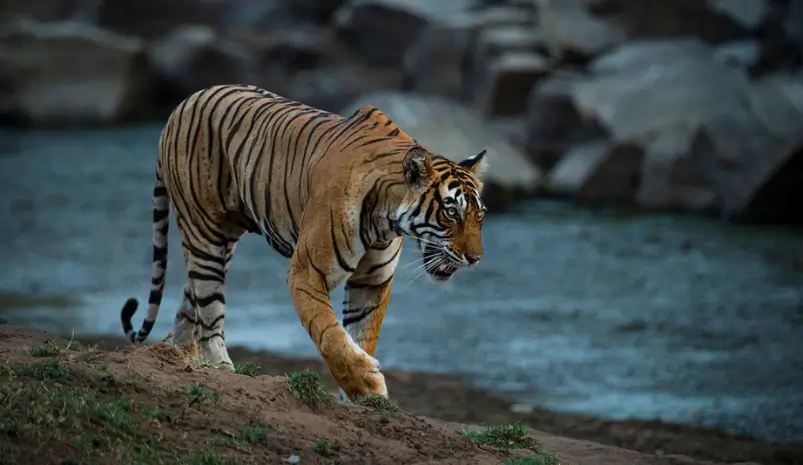 Ranthambore vs Jim Corbett: Which Park Gives Better Tiger Sightings