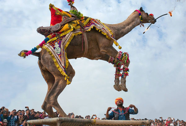 bikaner-camel-festival