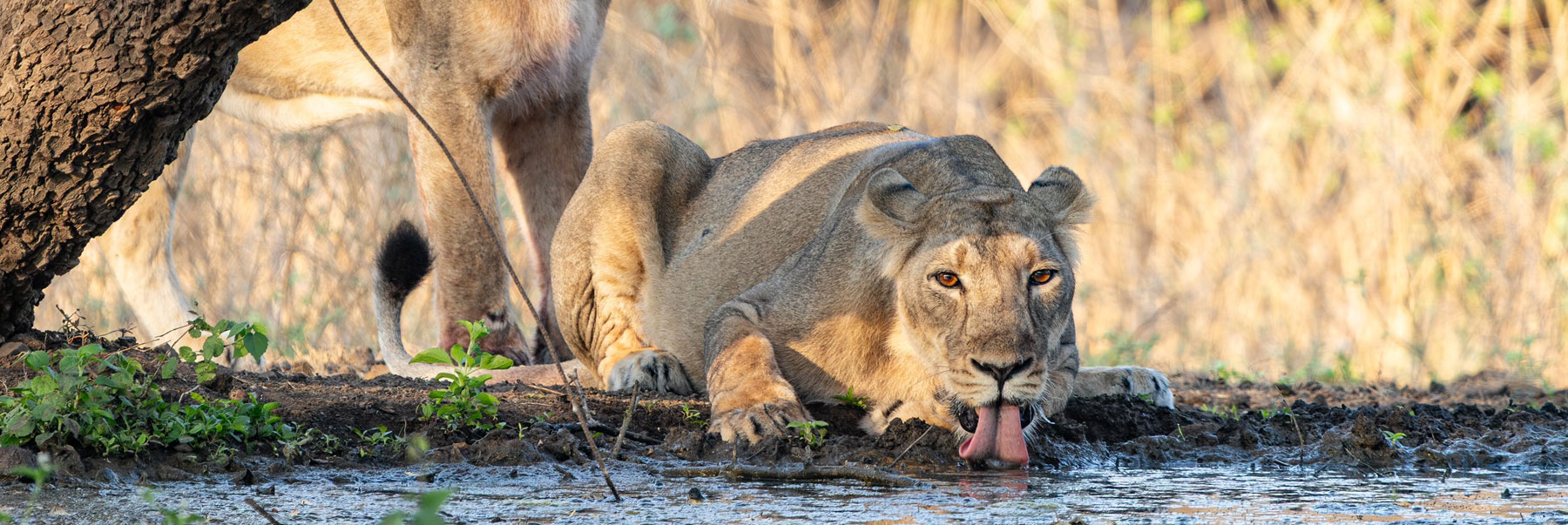 gujarat-heritage-wildlife-kutch-tour