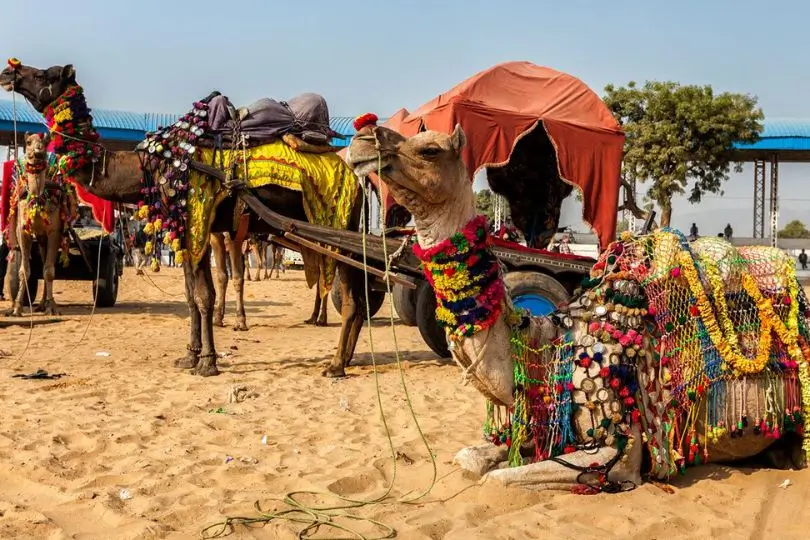 8 Days Rajasthan Tour with Jodhpur, Jaisalmer, Pushkar & Jaipur