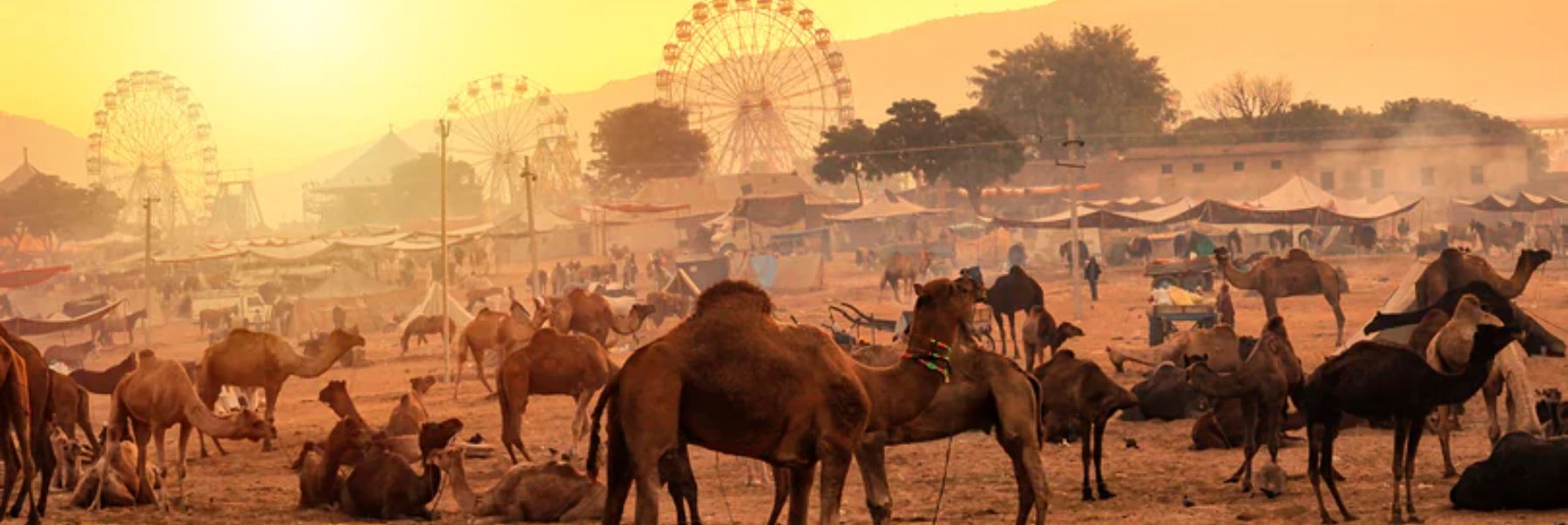 8 Days Rajasthan Tour with Jodhpur, Jaisalmer, Pushkar & Jaipur
