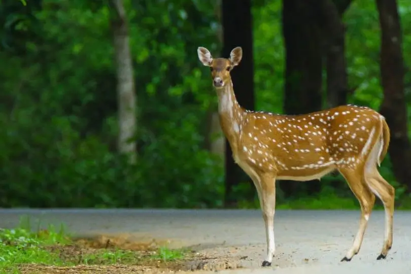 Karnataka Wildlife and Nature Tour Package | 7 Days Coorg and Nagarhole Safari Tour