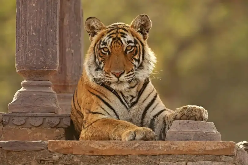 North India Wildlife Safari and Cultural Tour | 14 Days Delhi, Agra, Ranthambore & Jaipur