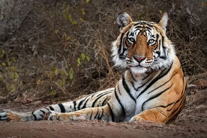 10 Days Rajasthan Wildlife Safari Tour with Sariska, Ranthambore & Bharatpur