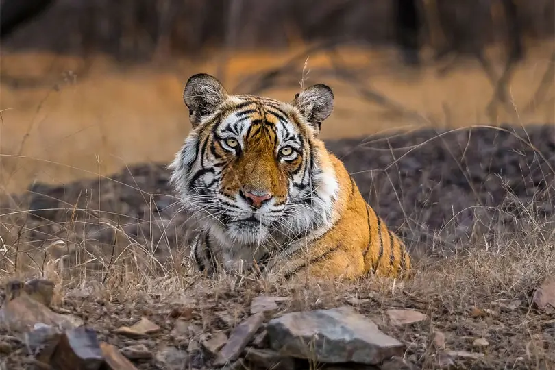 luxury-golden-triangle-ranthambore-tour-oberoi-hotels