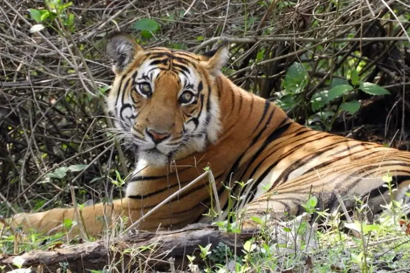 South India Wildlife Safari and Coffee Trail Tour | 11 Days Karnataka and Kerala Nature Journey