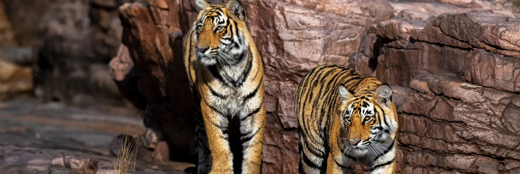 luxury-golden-triangle-ranthambore-tour-oberoi-hotels
